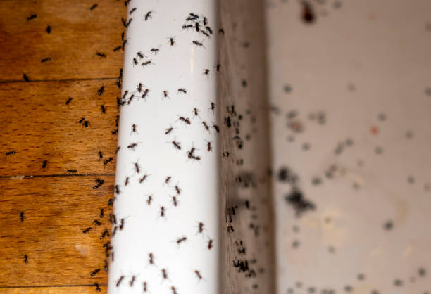  Burnsville, NC Pest Control Pros